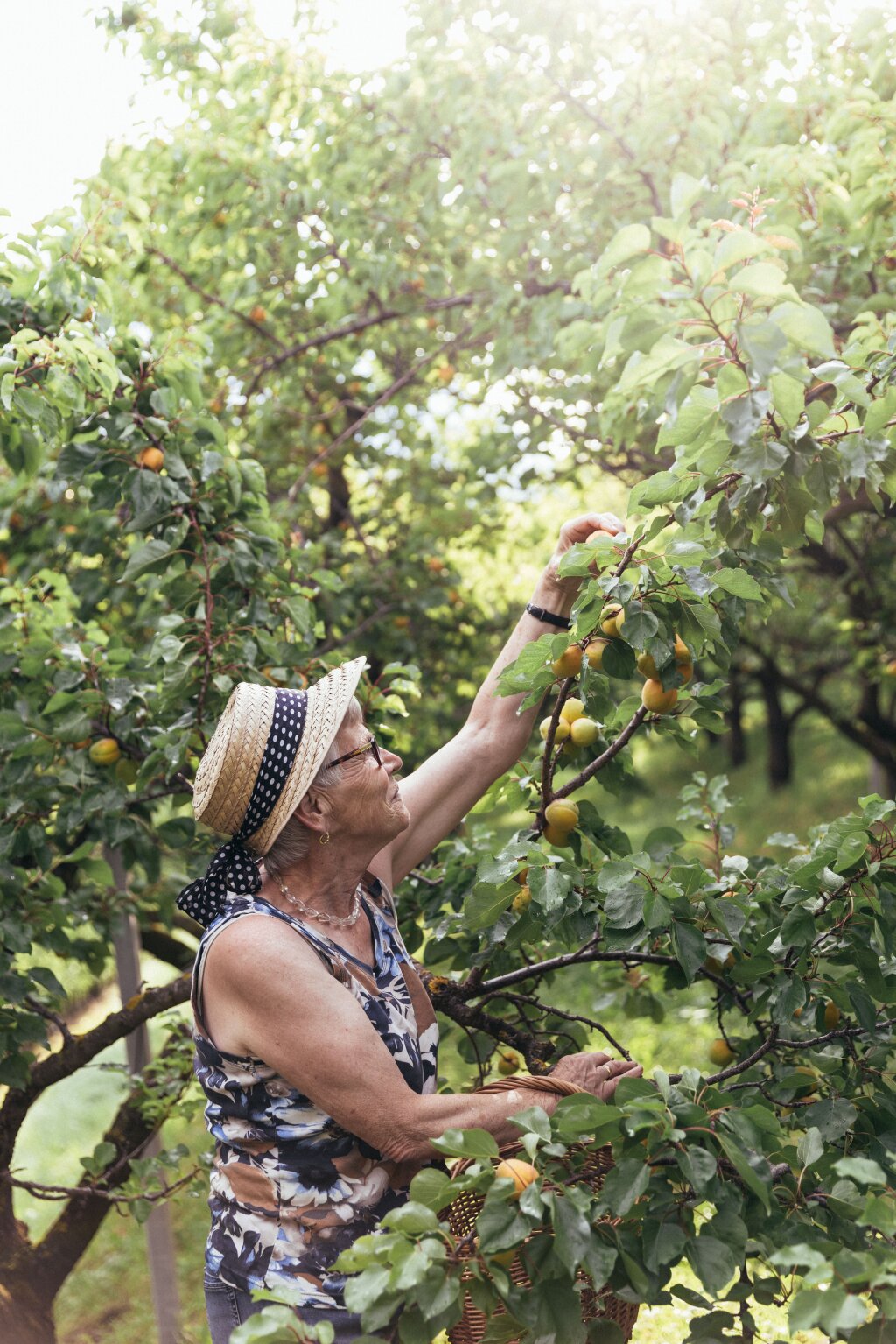 Apricot.