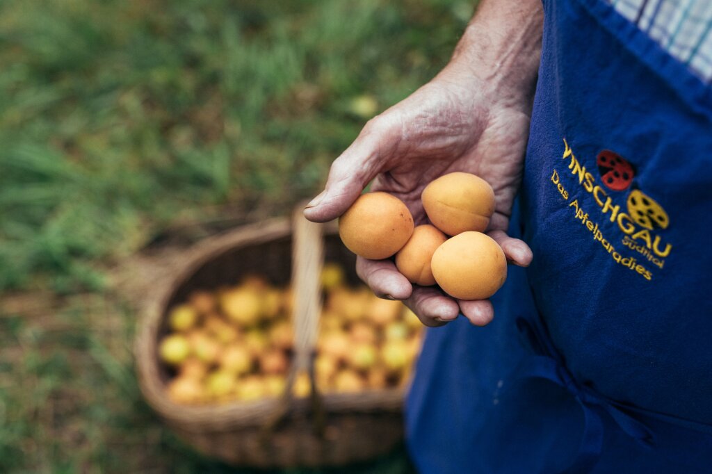 Apricot.